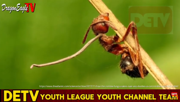 What is Zombie Ant Fungus? Ep 36|Dragon Eagle TV Youth Channel